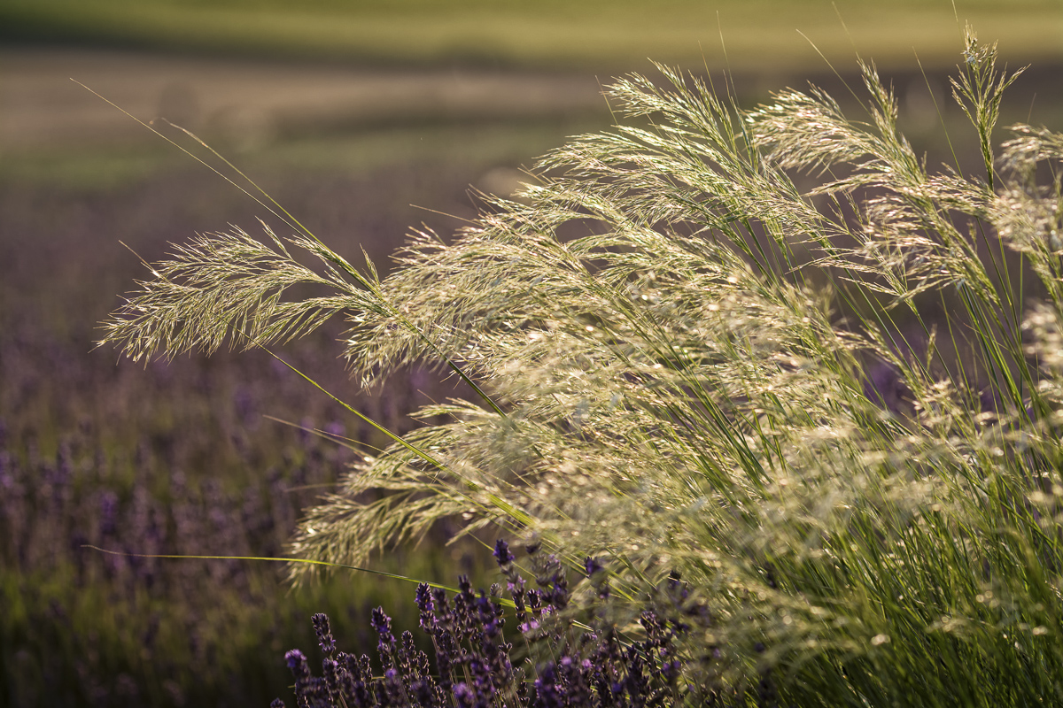 _D715354-Bearbeitet-Bearbeitet-Bearbeitet.jpg