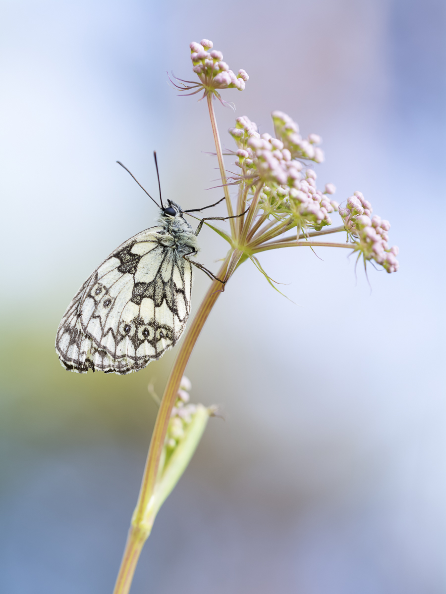 _D715447-Bearbeitet-Bearbeitet-Bearbeitet.jpg