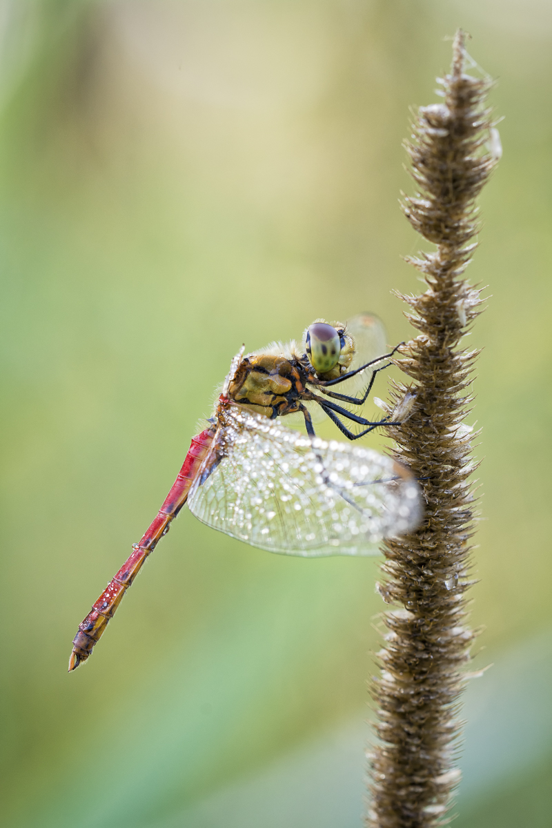 _D715660-Bearbeitet-3-Bearbeitet-Bearbeitet.jpg