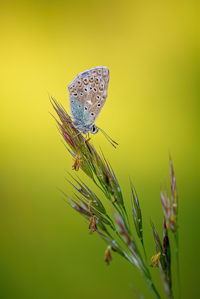 _D716029-DeNoiseAI-clear.jpg