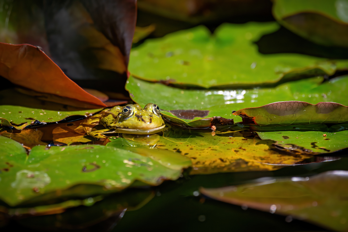 _D716260-DeNoiseAI-clear (1).jpg