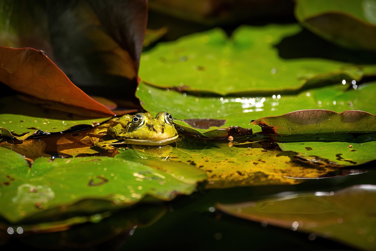 _D716260-DeNoiseAI-clear.jpg