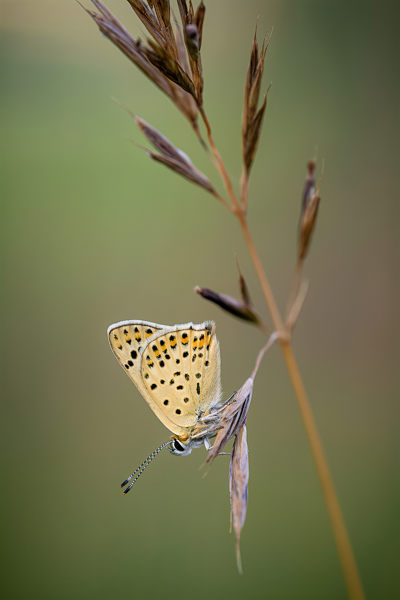 _D716549-DeNoiseAI-clear.jpg