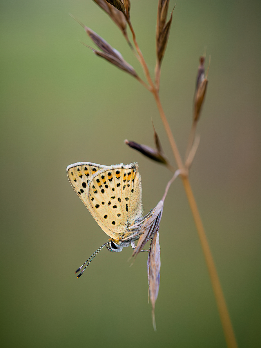 _D716549-DeNoiseAI-clear.jpg