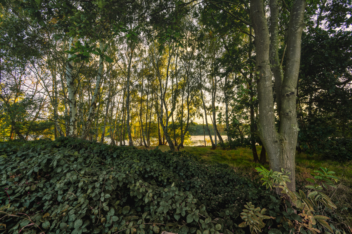 _D719259-a_235#.JPG