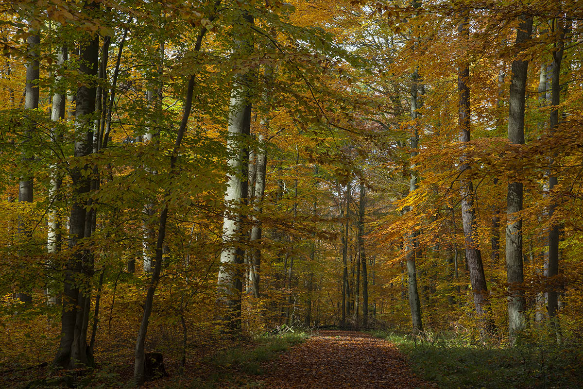 _D805933.jpg
