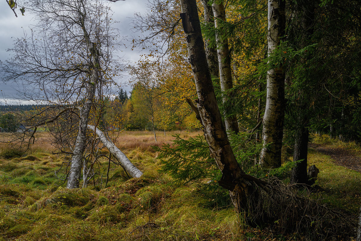 _D854341.jpg