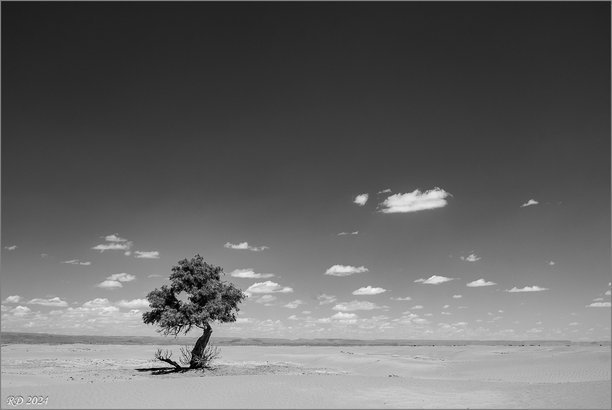 _DS24849.jpg