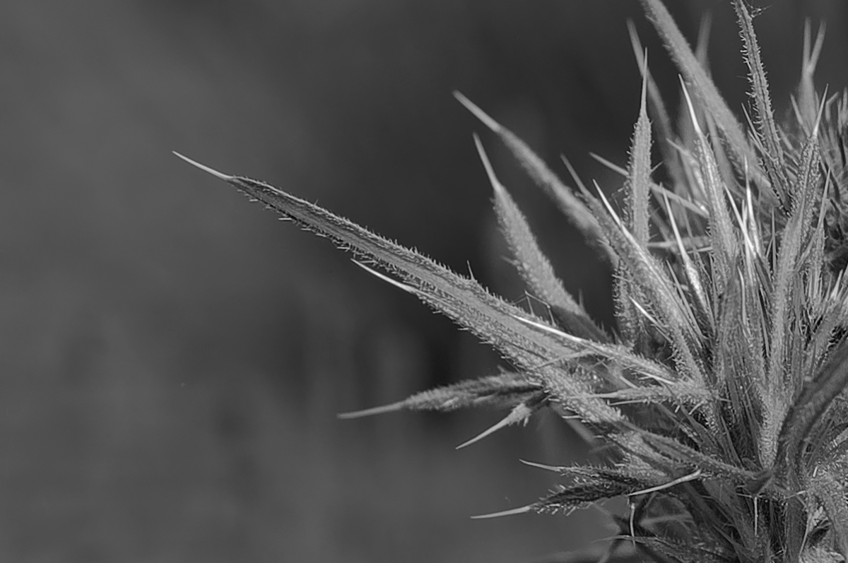 _DSC0011_DxOAxl_SW.jpg