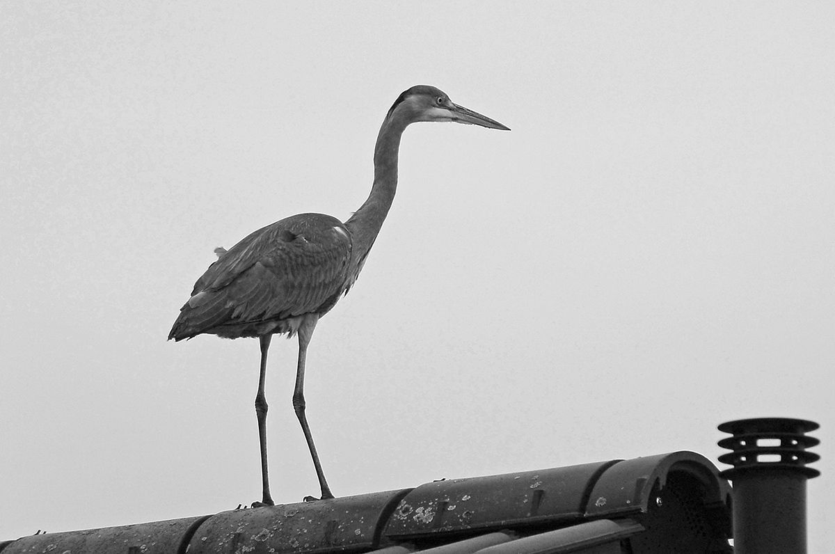 _DSC0090KASWxl.jpg