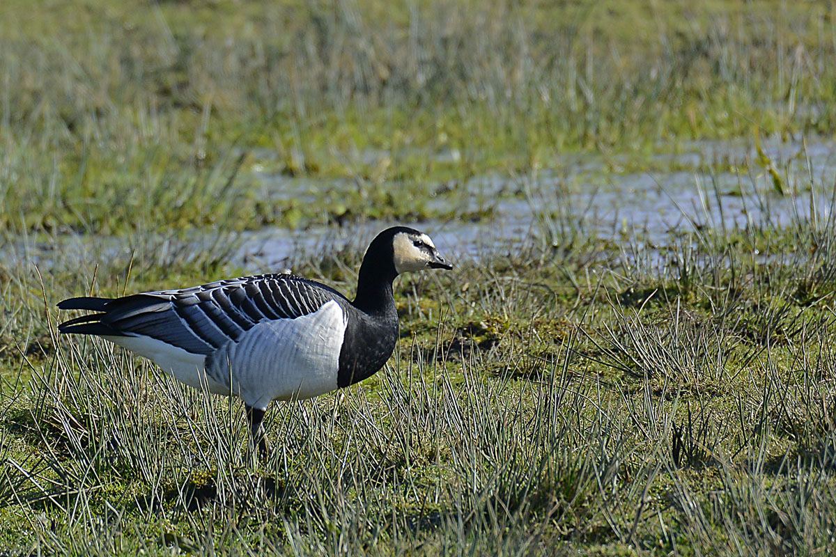 _DSC0102KAxl.jpg