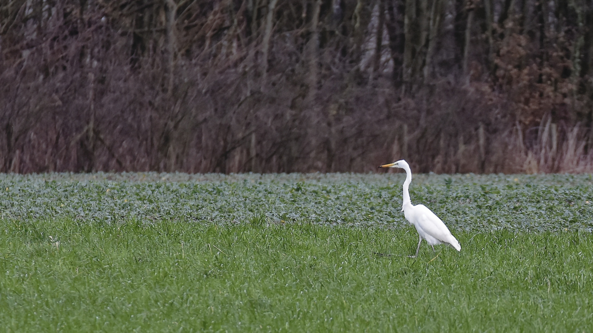 _DSC0173_DxOAAAxl.jpg
