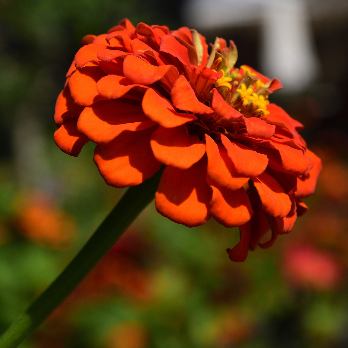 _DSC0183_2650240_2650242_01.jpg