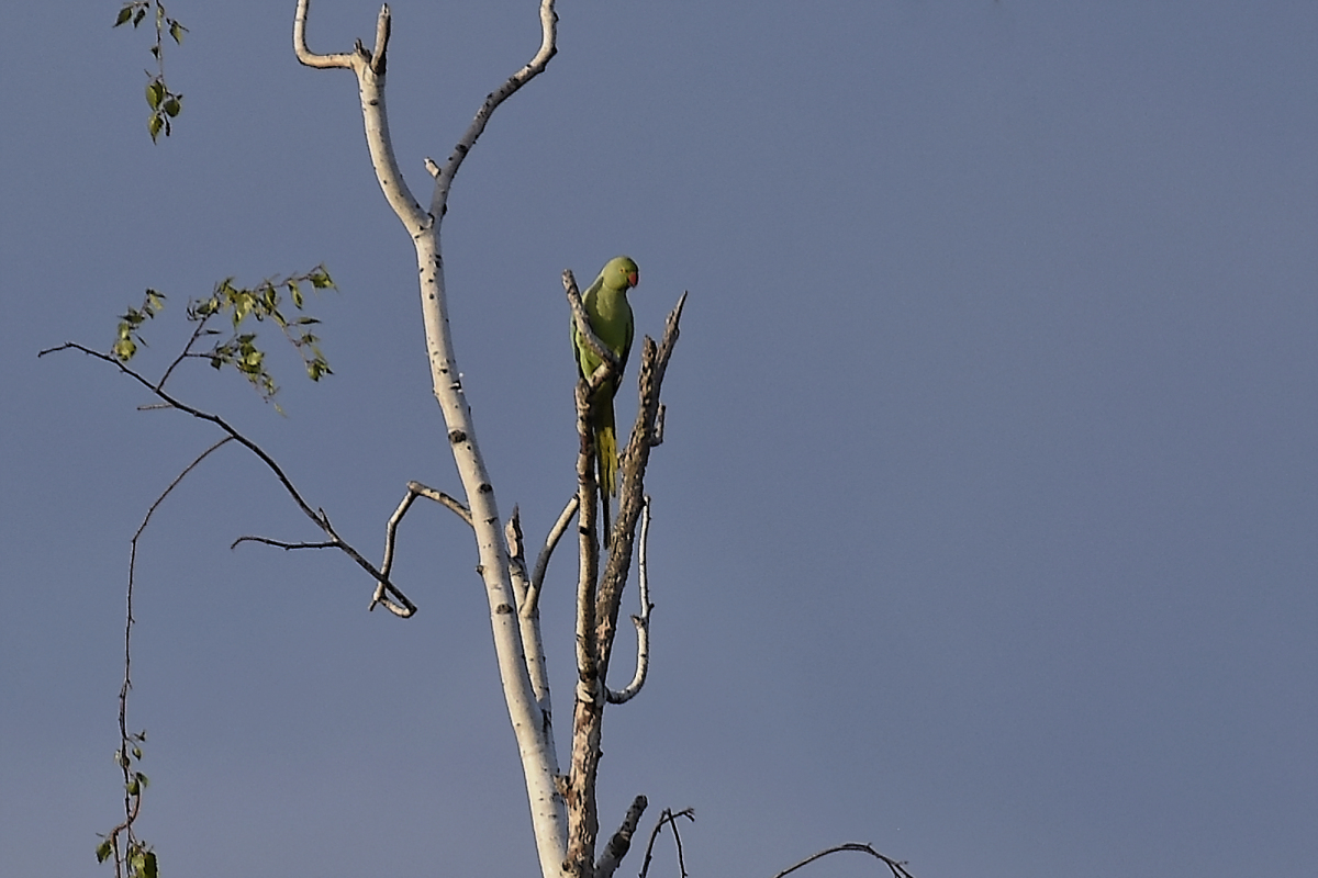 _DSC0211_DxOAxl.jpg