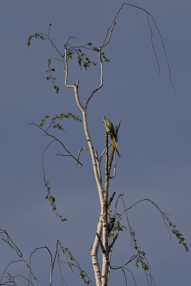 _DSC0213_DxOAxl.jpg