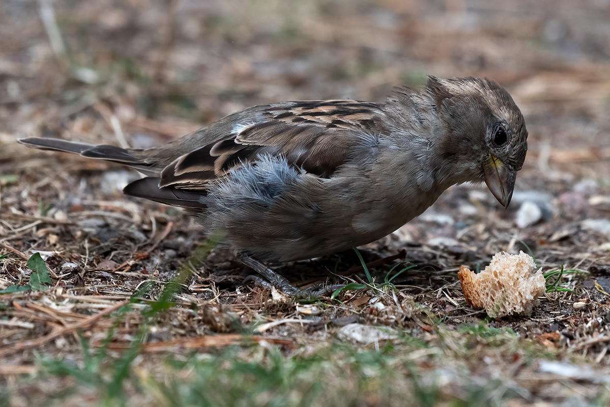 _DSC0726-Bearbeitet.jpg