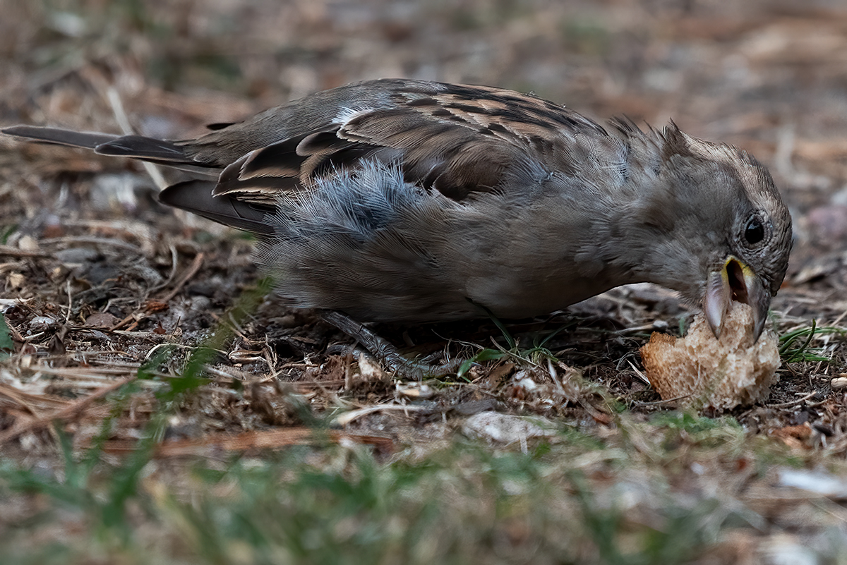 _DSC0727-Bearbeitet.jpg