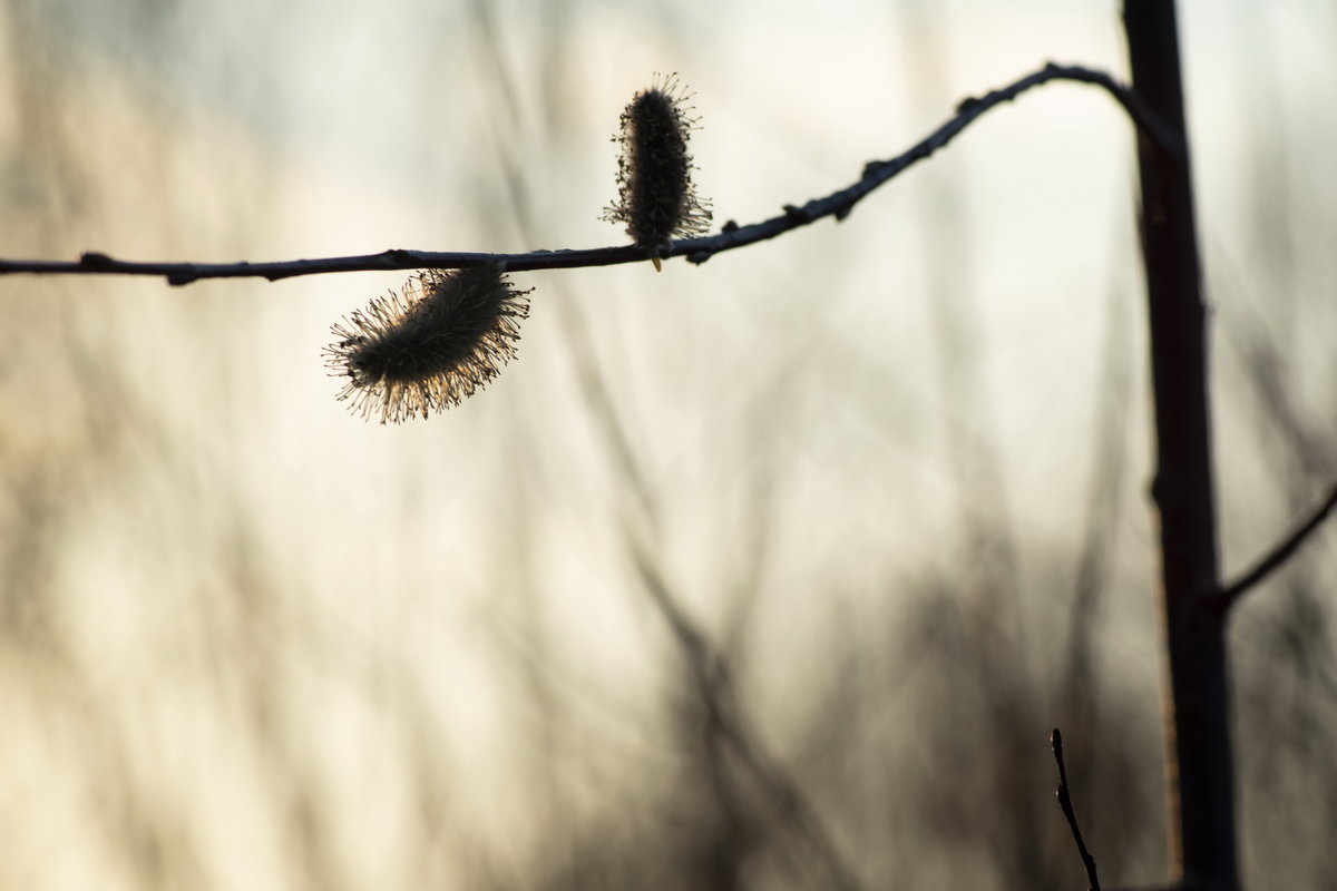 _DSC0777.jpg