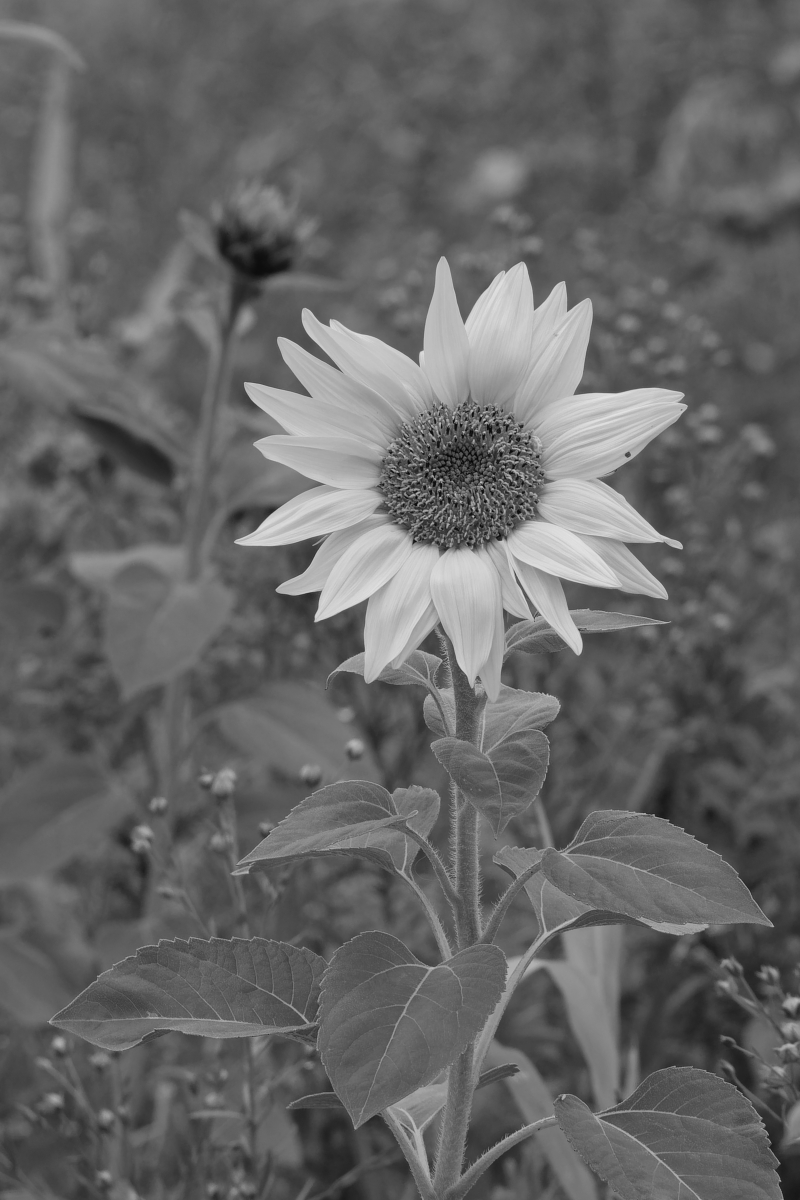 _DSC0824_DxOA2xl_SW.jpg