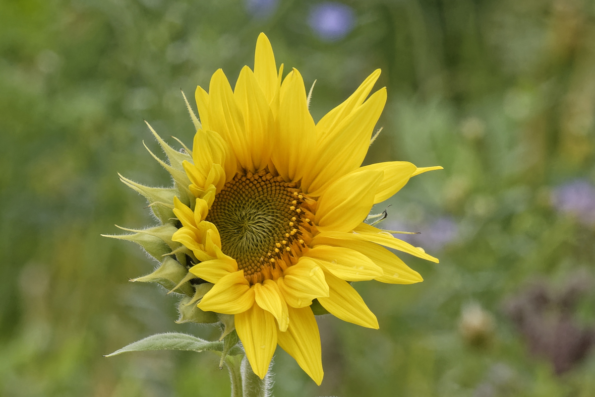 _DSC0825_DxOAAxl.jpg