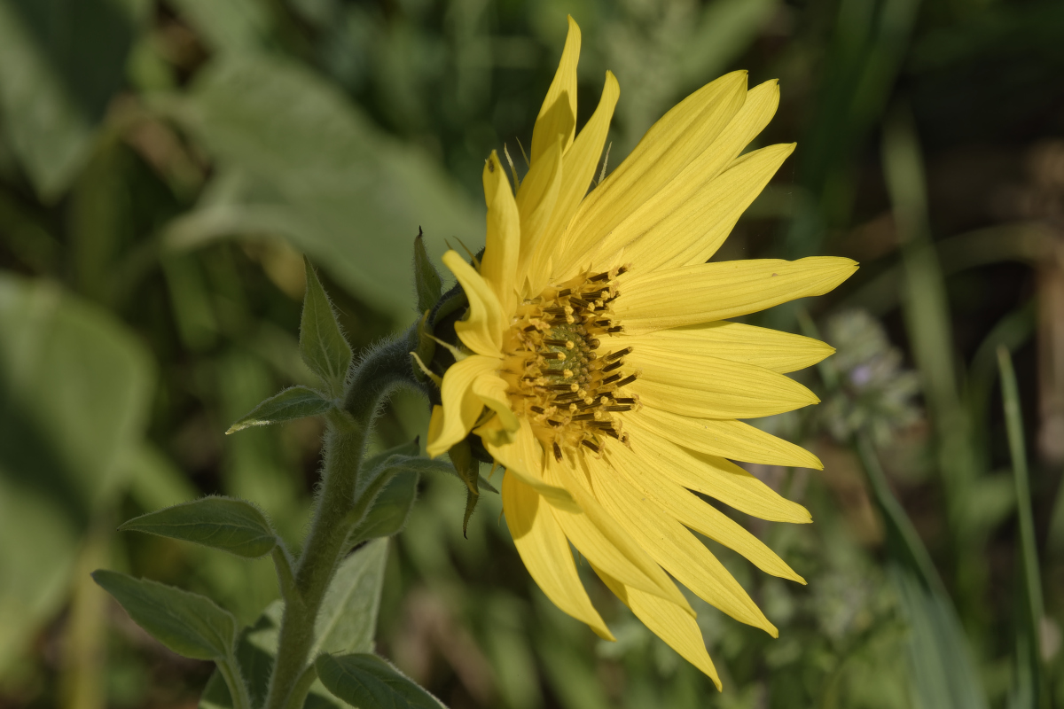 _DSC0907_DxOAxl.jpg