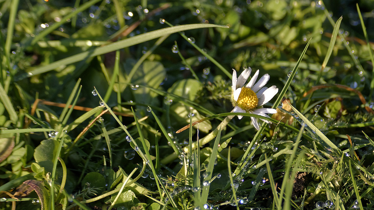 _DSC0950_DxOPAxl.jpg