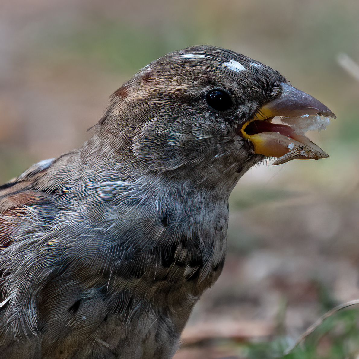 _DSC1279-Bearbeitet-crop.jpg