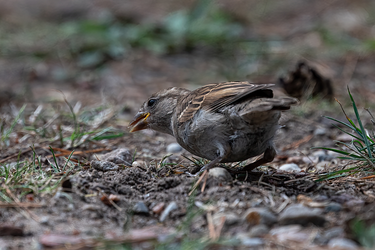 _DSC1303-Bearbeitet.jpg