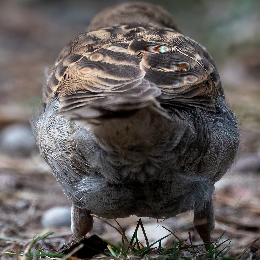 _DSC1305crop.jpg