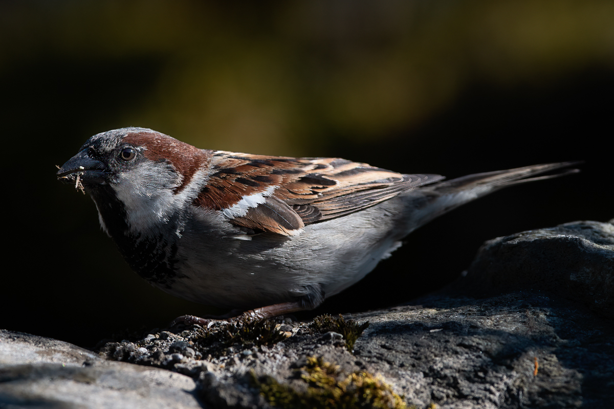 _DSC1863-Bearbeitet-1.jpg