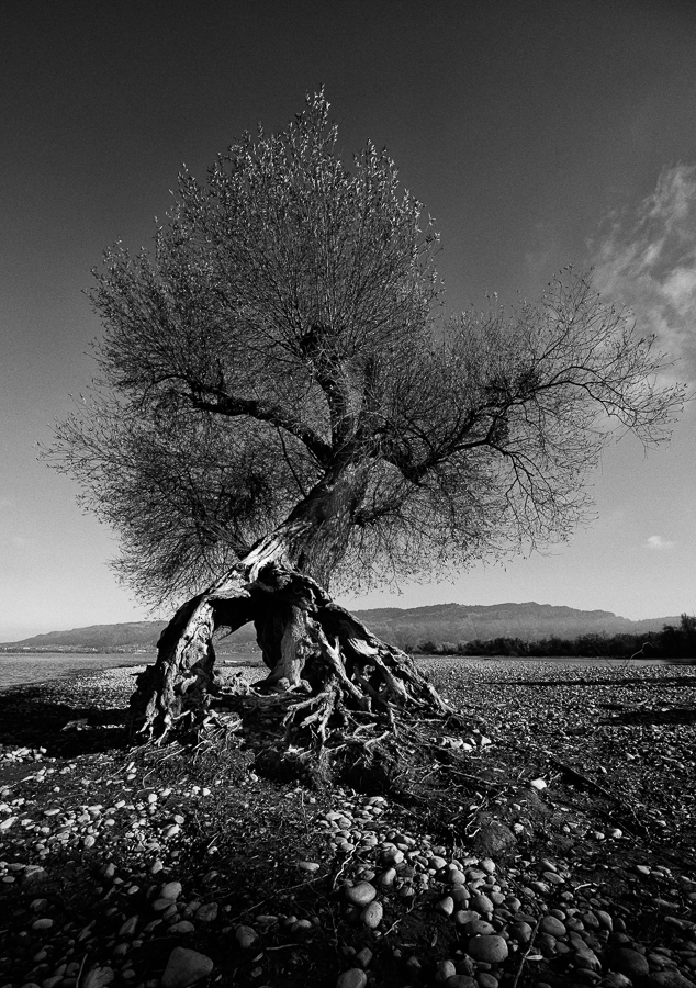 _DSC2116-Bearbeitet-sw.jpg