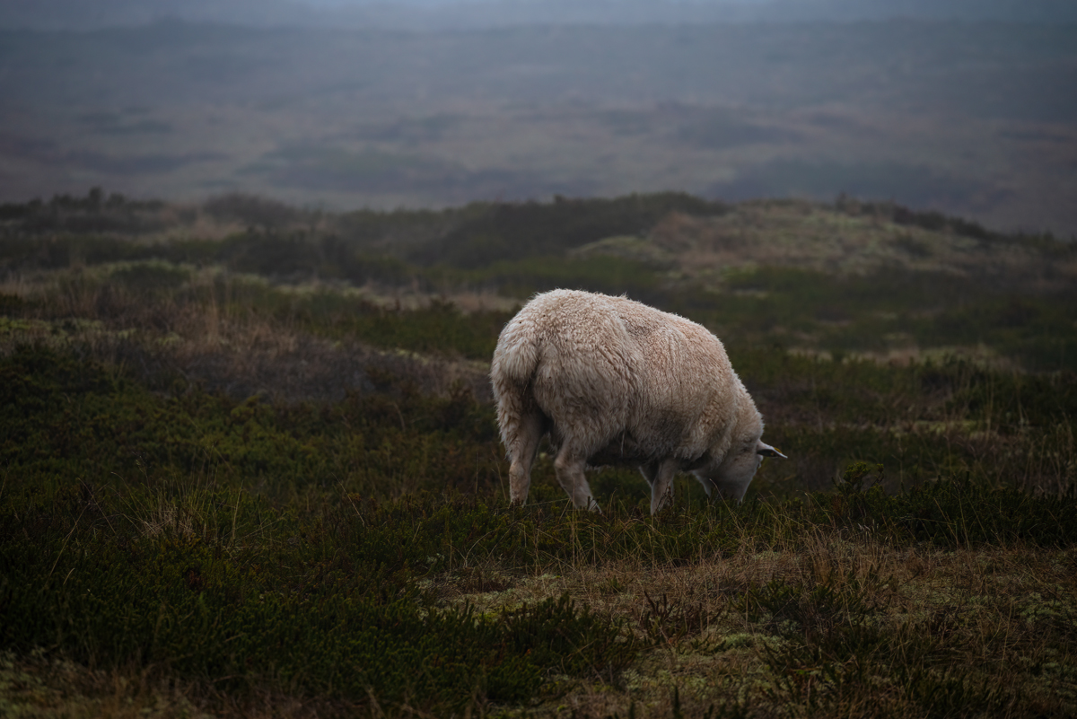 _DSC2269-Bearbeitet.jpg