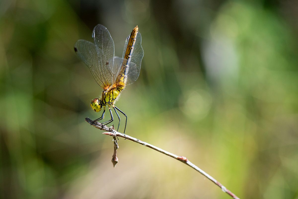 _DSC3375nf.jpg