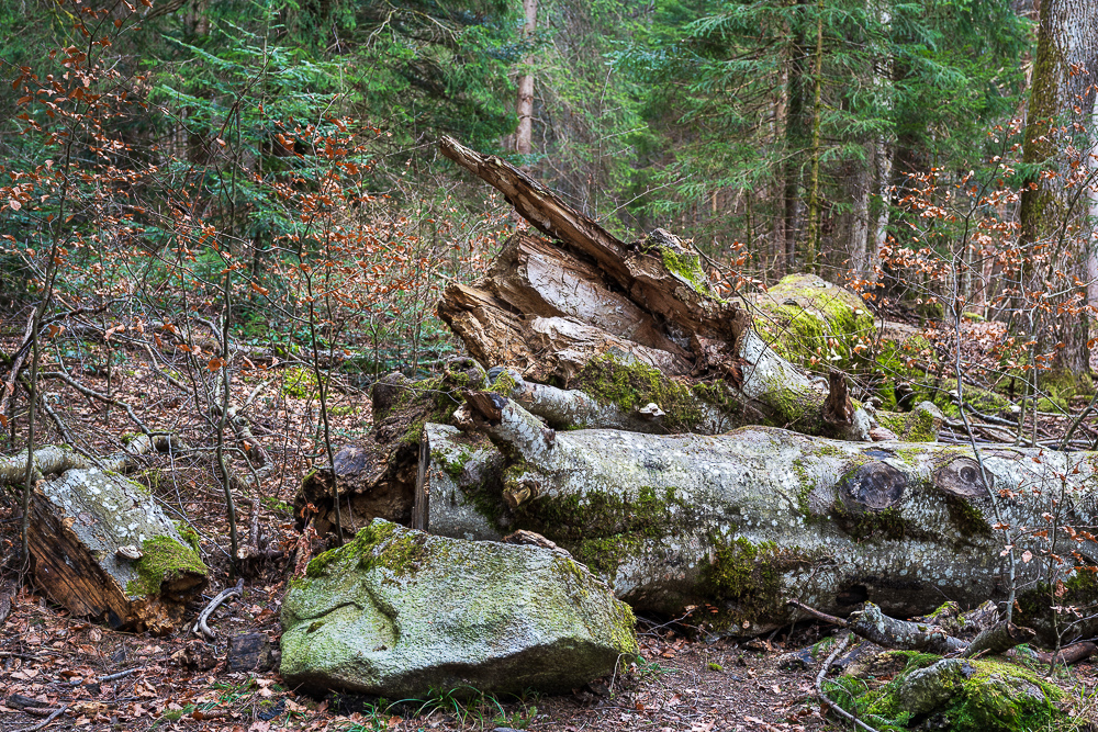 _DSC3561.jpg