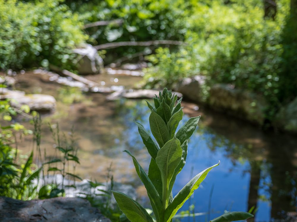 _DSC3868.jpg