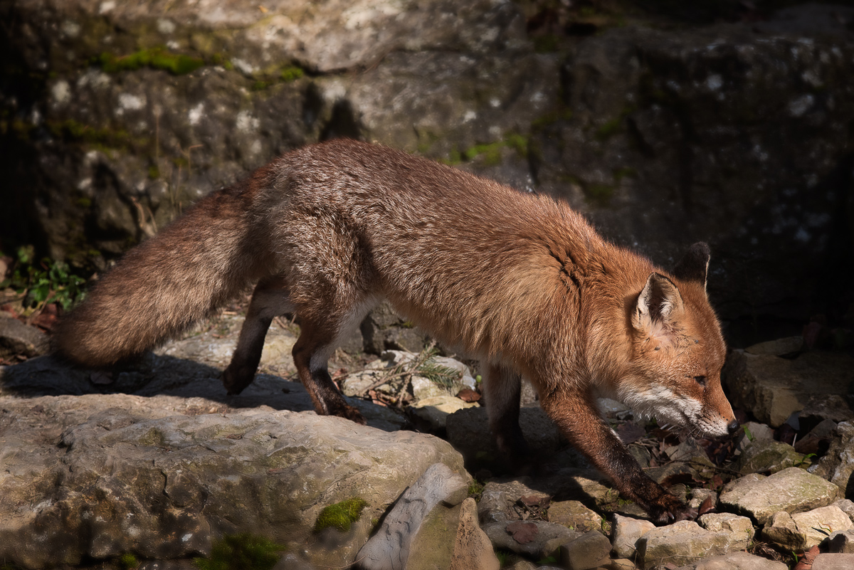 _DSC3992-Bearbeitet-1.jpg