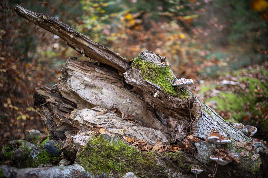 _DSC4173.jpg