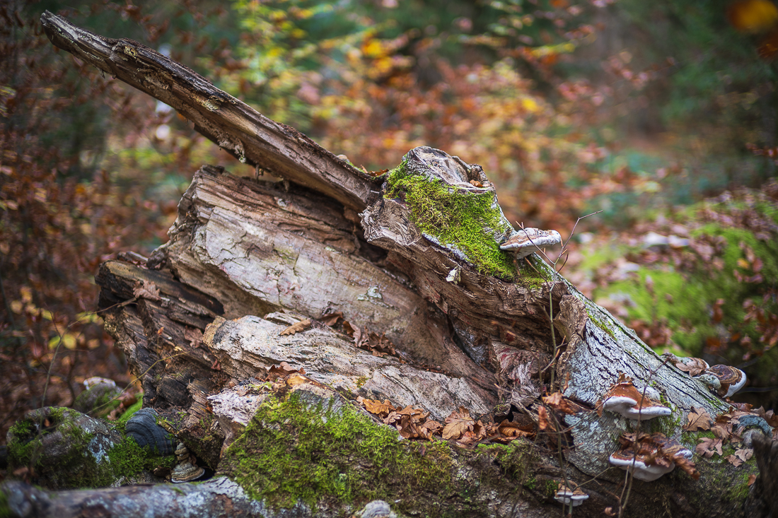 _DSC4173.jpg