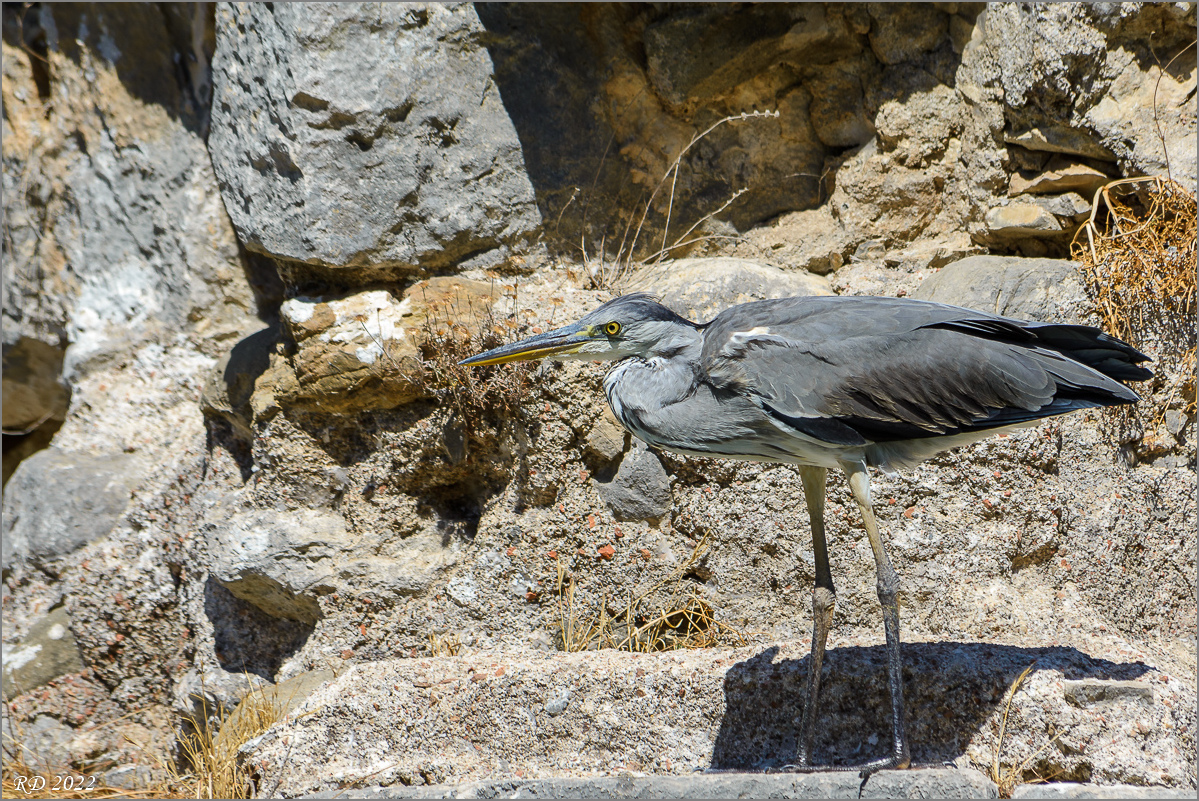 _DSC4555.jpg