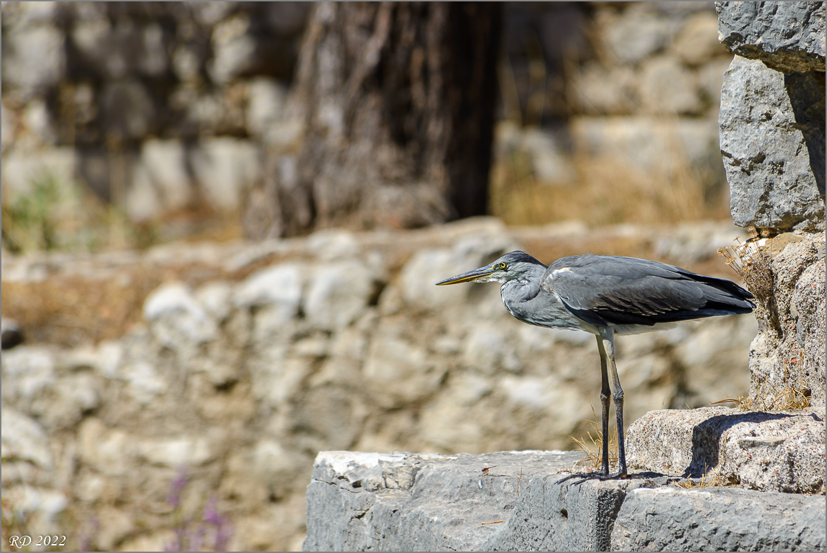 _DSC4568.jpg