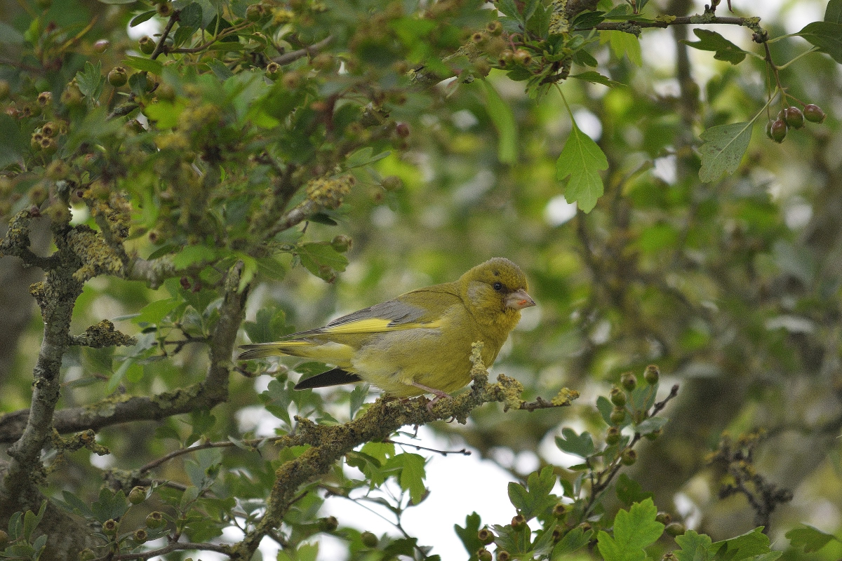 _DSC5905.JPG