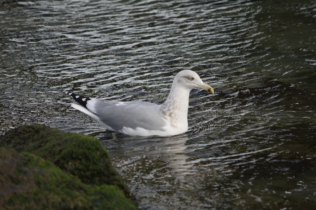 _DSC6559.JPG