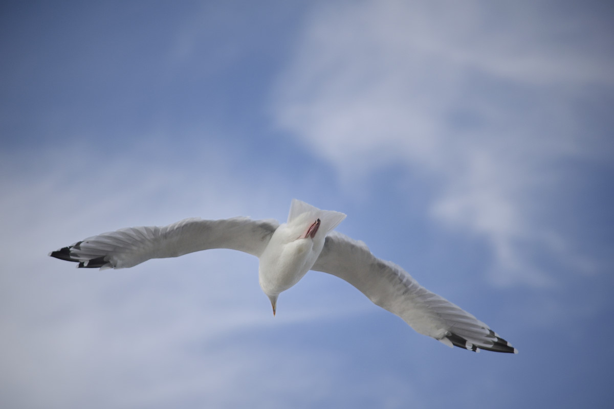 _DSC6575_00001.JPG