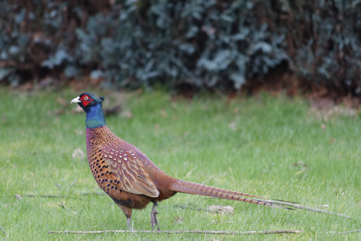 _DSC7372NF.jpg