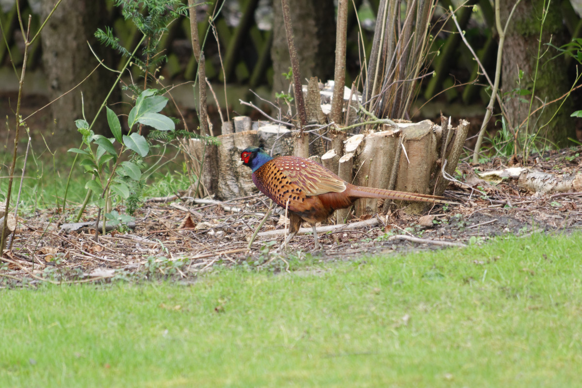 _DSC7375NF.jpg
