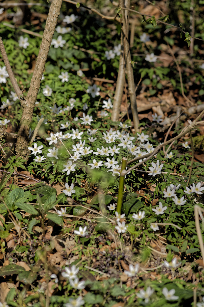 _DSC7468NF.jpg