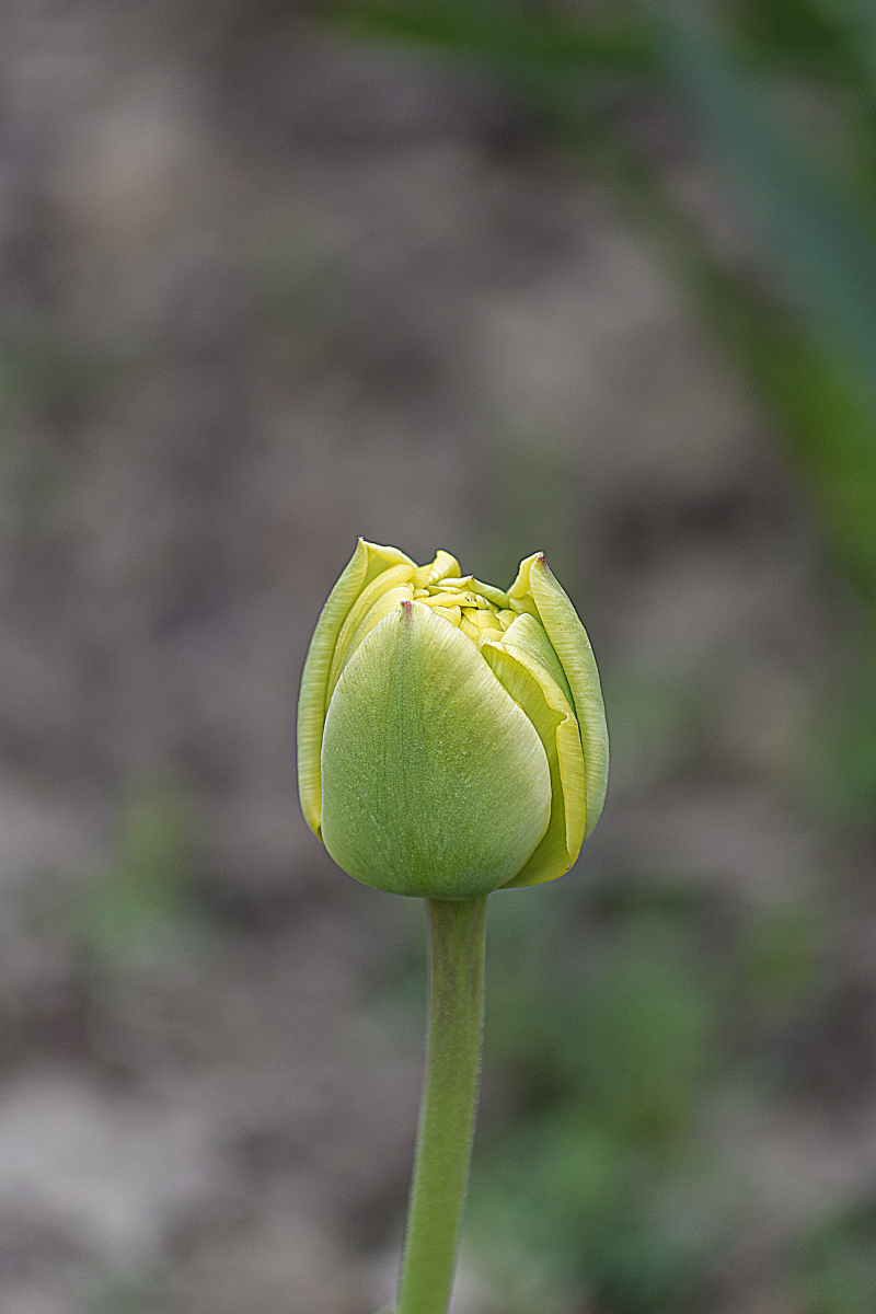 _DSC7494NF.jpg