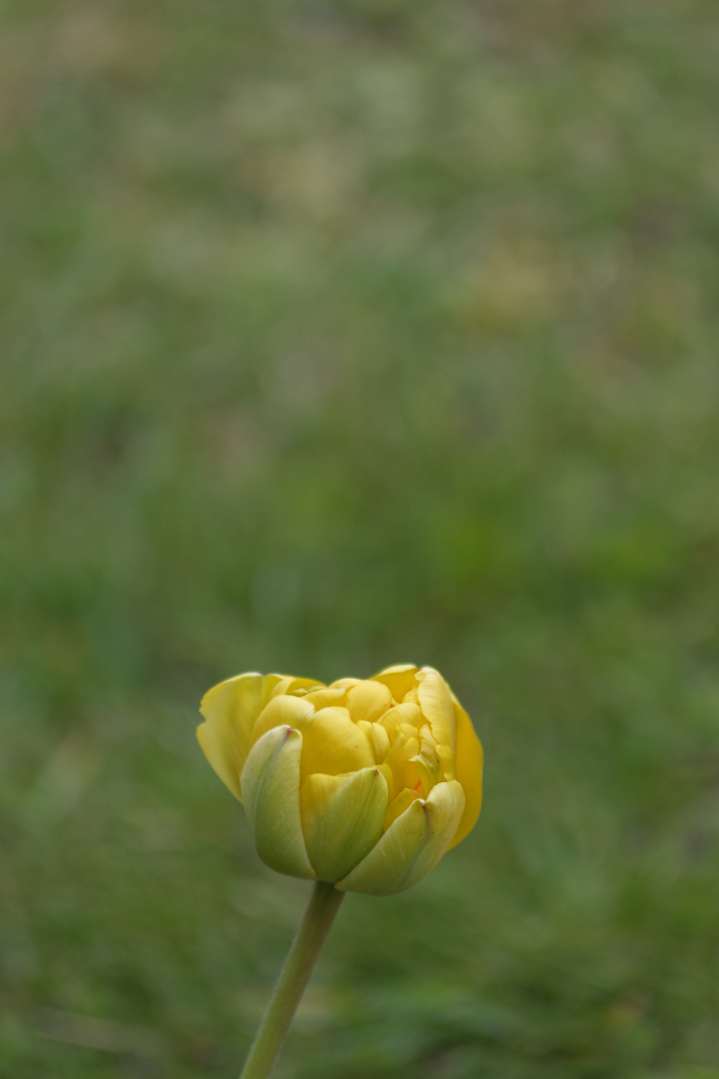 _DSC7495NF.jpg