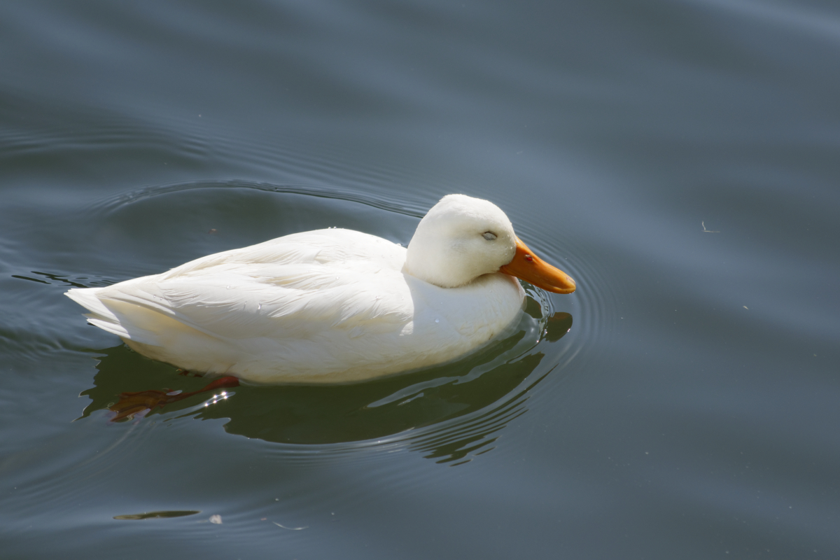 _DSC7559NF.jpg
