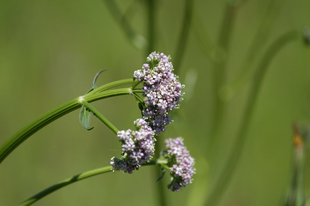 _DSC7632NF.jpg